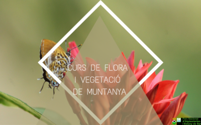 Curs de flora i vegetació de muntanya
